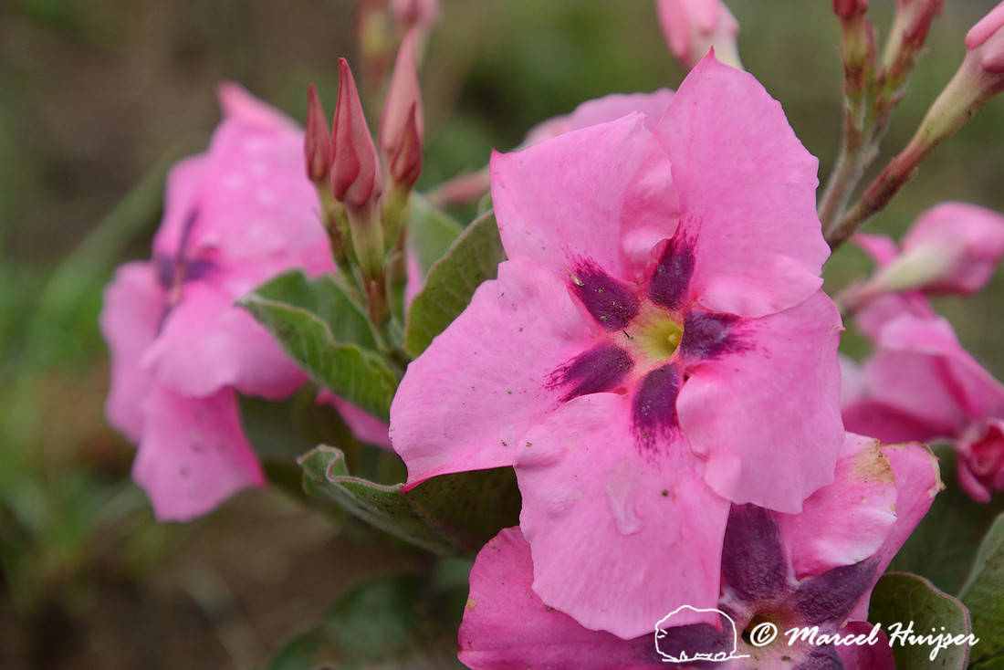 Wildflowers, Parque Nacional da Serra da Canastra, Minas Gerais, Brazil