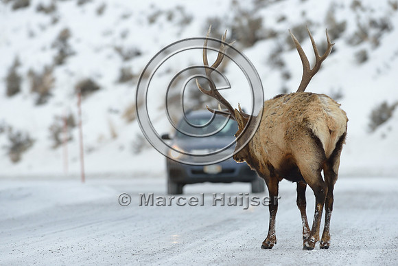 Bull elk (Cervus canadensis) on road, Wyoming, USA