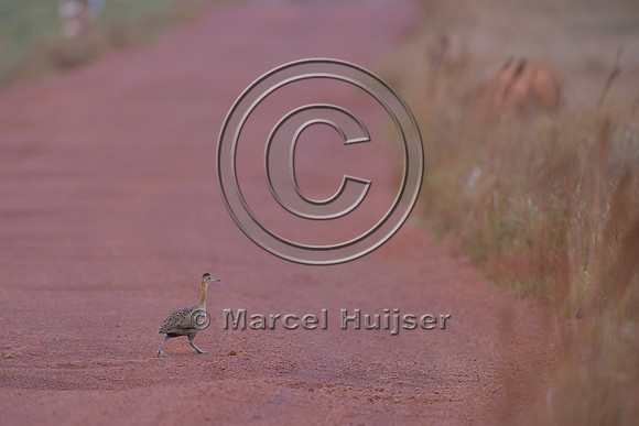 Red-winged tinamou (Rhynchotus rufescens), Parque Nacional da Serra da Canastra, Minas Gerais, Brazil