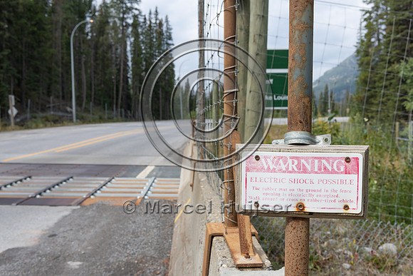 Electrified barrier to keep bears off the highway, exit Sunshine