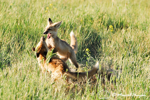 Red fox (Vulpes vulpes) kits playing, Montana, USA