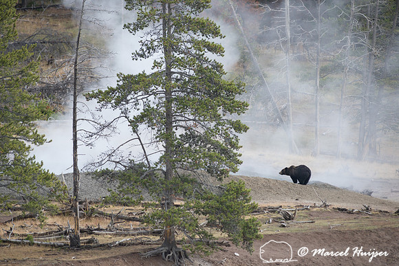 Grizzly bear (Ursus arctos) and geyser,  Wyoming, USA