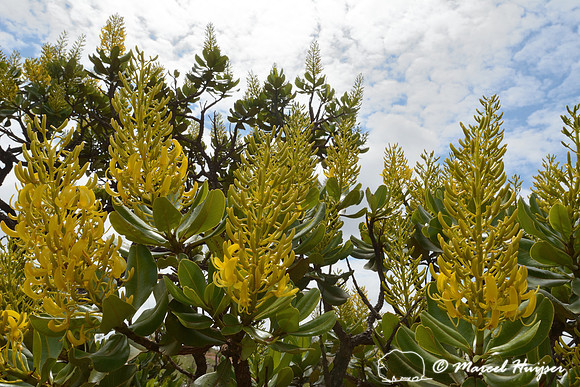 Tree with yellow flowers, Parque Nacional da Serra da Canastra, Minas Gerais, Brazil