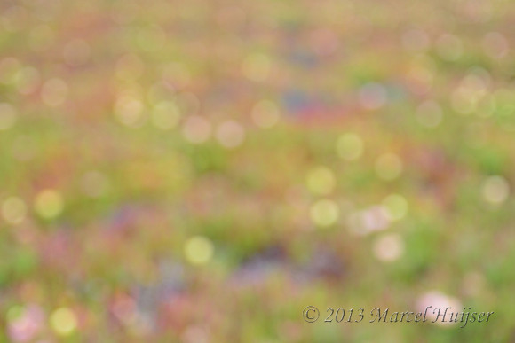 Flowers of the non-native ice plant (Carpobrotus edulis), Point Reyes National Seashore, California, USA