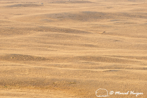 Grasslands at Pine Butte Swamp, Montana