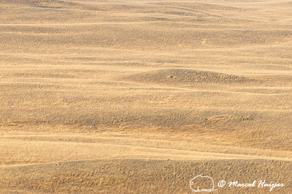 Grasslands at Pine Butte Swamp, Montana