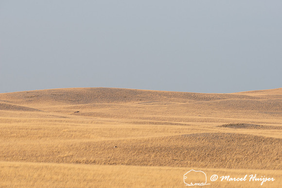 Grasslands at Pine Butte Swamp, Montana