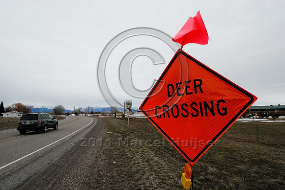 Temporary wildlife warning sign, Deer crossing, ID