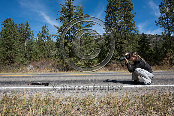Fernanda Abra photographs a roadkilled western striped skunk (Me