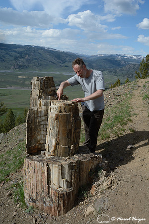 Marcel Huijser points out the growth rings in a petrified tree trunk, Yellowstone Petrified Forest, Specimen Ridge, Yellowstone National Park, Wyoming, USA