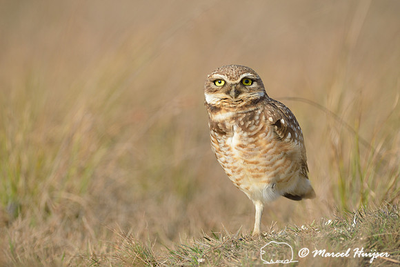Burrowing owl (Athene cunicularia), Estação Experimental e a Estação Ecológica de Itirapina, São Paulo, Brazil