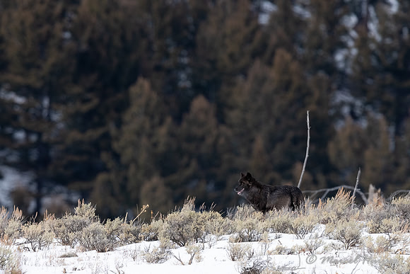 Black wolf from the Wapiti Pack, Elk Creek area, Yellowstone Nat