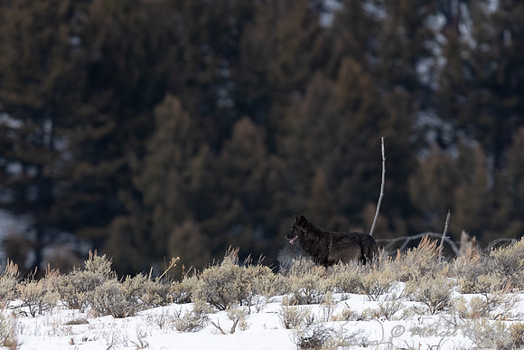 Black wolf from the Wapiti Pack, Elk Creek area, Yellowstone Nat