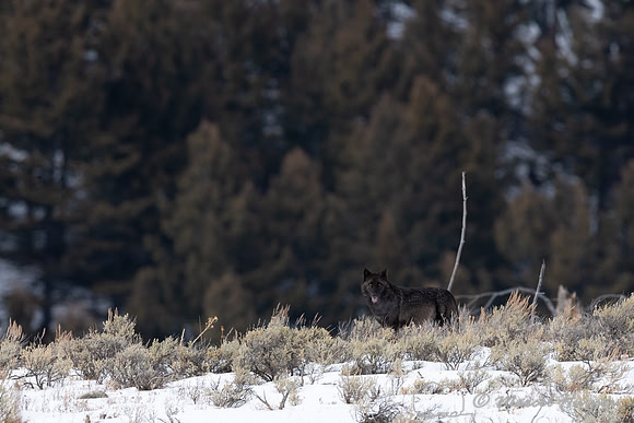 Black wolf from the Wapiti Pack, Elk Creek area, Yellowstone Nat