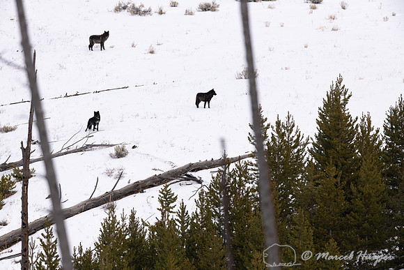 Black wolves from the Wapiti Pack, Elk Creek area, Yellowstone N
