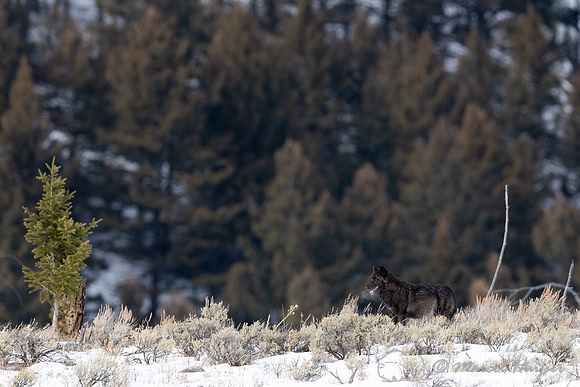 Black wolf from the Wapiti Pack, Elk Creek area, Yellowstone Nat