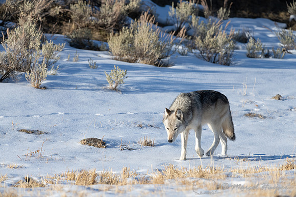 Gray wolf, near Soda Butte, Yellowstone National Park, Wyoming,