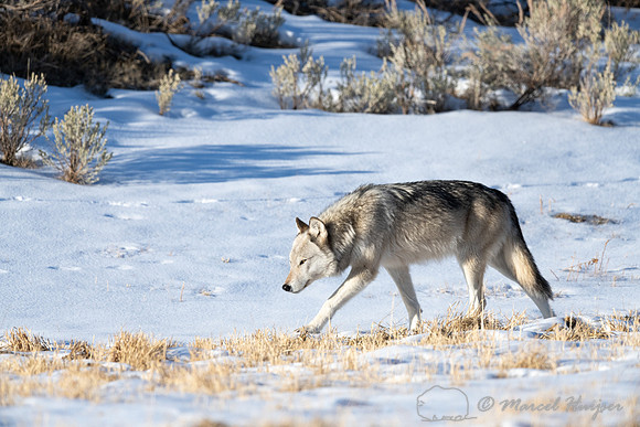 Gray wolf, near Soda Butte, Yellowstone National Park, Wyoming,