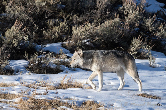 Gray wolf, near Soda Butte, Yellowstone National Park, Wyoming,