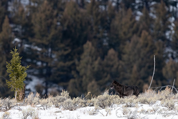 Black wolf from the Wapiti Pack, Elk Creek area, Yellowstone Nat