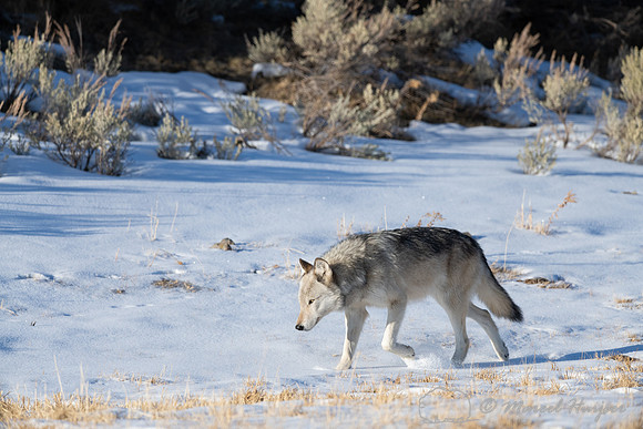 Gray wolf, near Soda Butte, Yellowstone National Park, Wyoming,