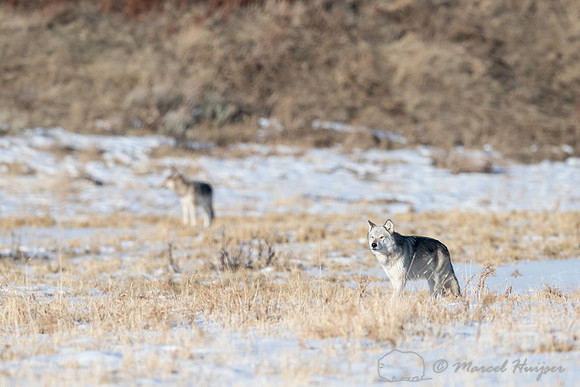 2 Gray wolves, near Soda Butte, Yellowstone National Park, Wyomi