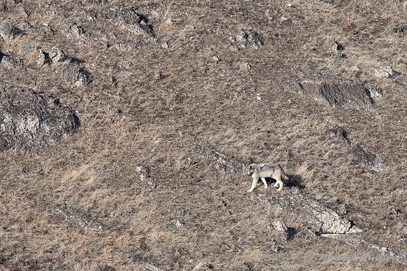 2nd Gray wolf, near Soda Butte, Yellowstone National Park, Wyomi