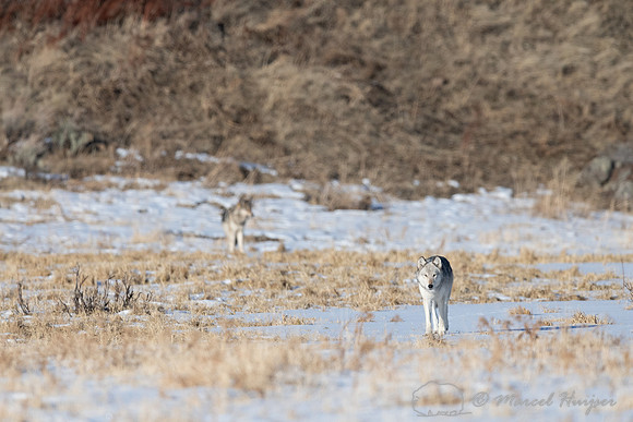 2 Gray wolves, near Soda Butte, Yellowstone National Park, Wyomi