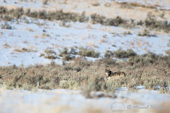 2nd Gray wolf, near Soda Butte, Yellowstone National Park, Wyomi