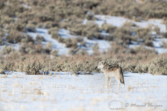 1st Gray wolf, near Soda Butte, Yellowstone National Park, Wyomi