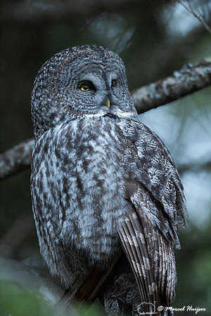 Great gray owl (Strix nebulosa), Montana