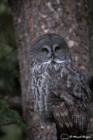 Great gray owl (Strix nebulosa), Montana