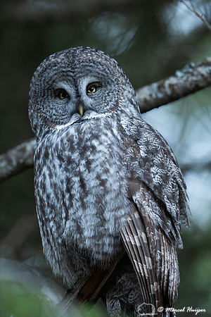 Great gray owl (Strix nebulosa), Montana