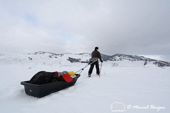 _DSC0263 Bethanie Walder pulls cargo sled on cross country skis, Wyoming, USA