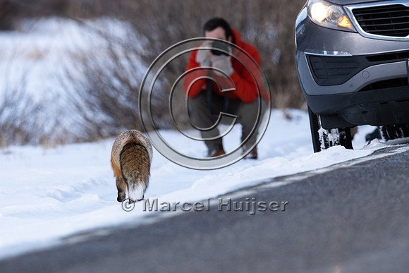 Photographer and red fox (Vulpes vulpes), Wyoming, USA
