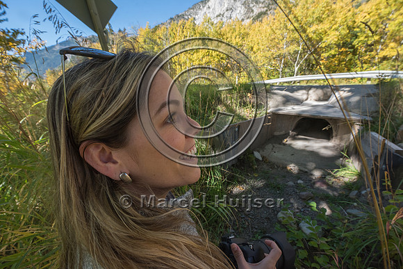 Fernanda Abra at wildlife underpass for long-toed salamanders (A