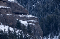 Mountain goats (Oreamnos americanus),, Wyoming
