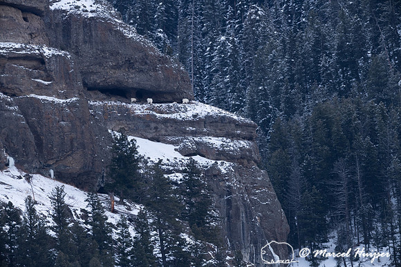 Mountain goats (Oreamnos americanus),, Wyoming