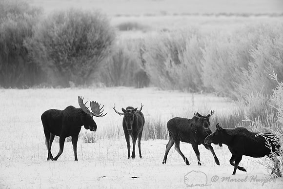 American moose (Alces americanus) bulls and a cow, Wyoming, USA