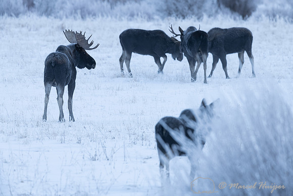 American moose (Alces americanus) bulls and a cow, Wyoming, USA