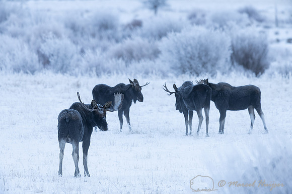 American moose (Alces americanus) bulls, Wyoming, USA