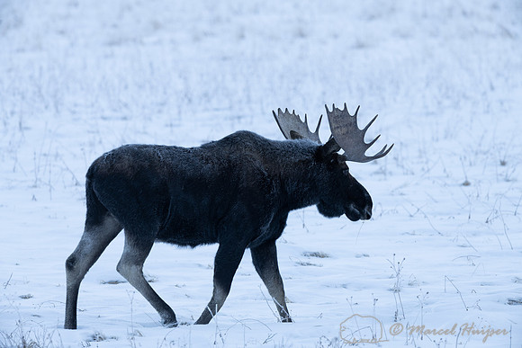 American moose (Alces americanus)  bull, Wyoming, USA