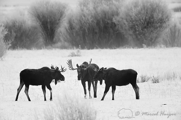 American moose (Alces americanus) 3 bulls, Wyoming, USA