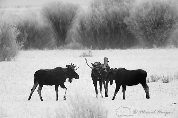 American moose (Alces americanus) 3 bulls, Wyoming, USA