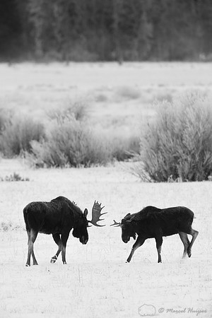 American moose (Alces americanus)  bulls sparring, Wyoming, USA