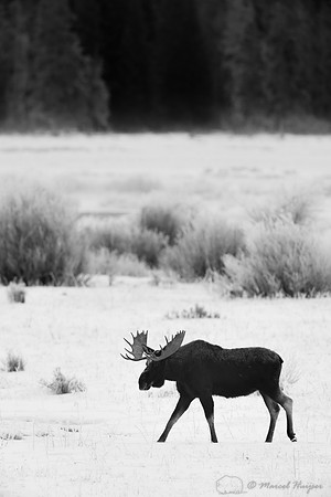 American moose (Alces americanus) bull, Wyoming, USA