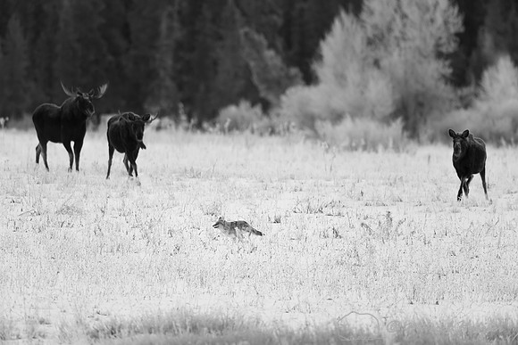 American moose (Alces americanus) chase coyote (Canis latrans),