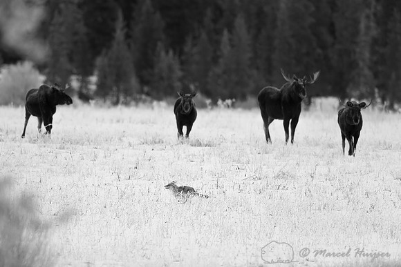 American moose (Alces americanus) chase coyote (Canis latrans),