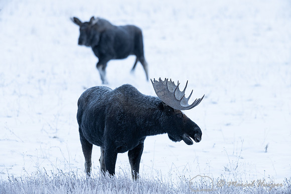 American moose (Alces americanus)  bulls, Wyoming, USA