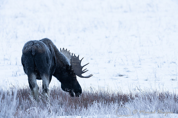 American moose (Alces americanus)  bull, Wyoming, USA